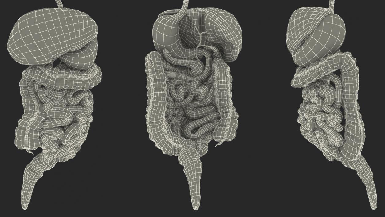 3D Female Digestive System Anatomy