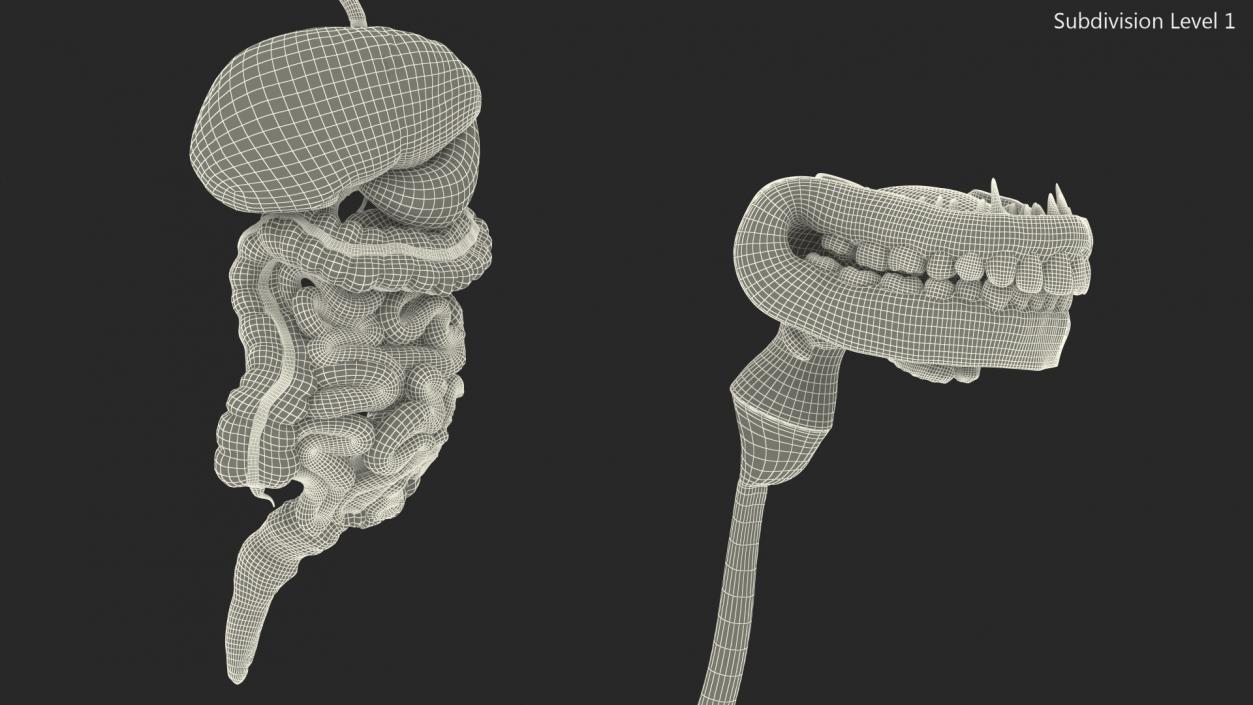 3D Female Digestive System Anatomy