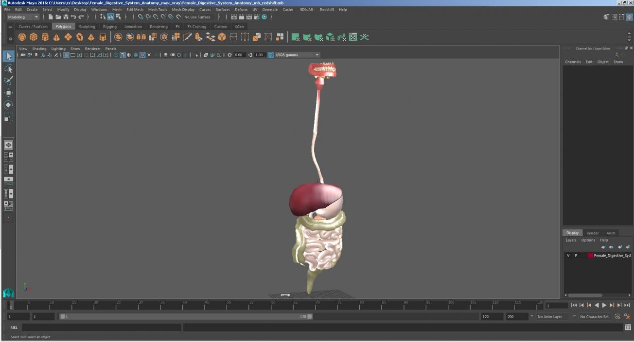 3D Female Digestive System Anatomy