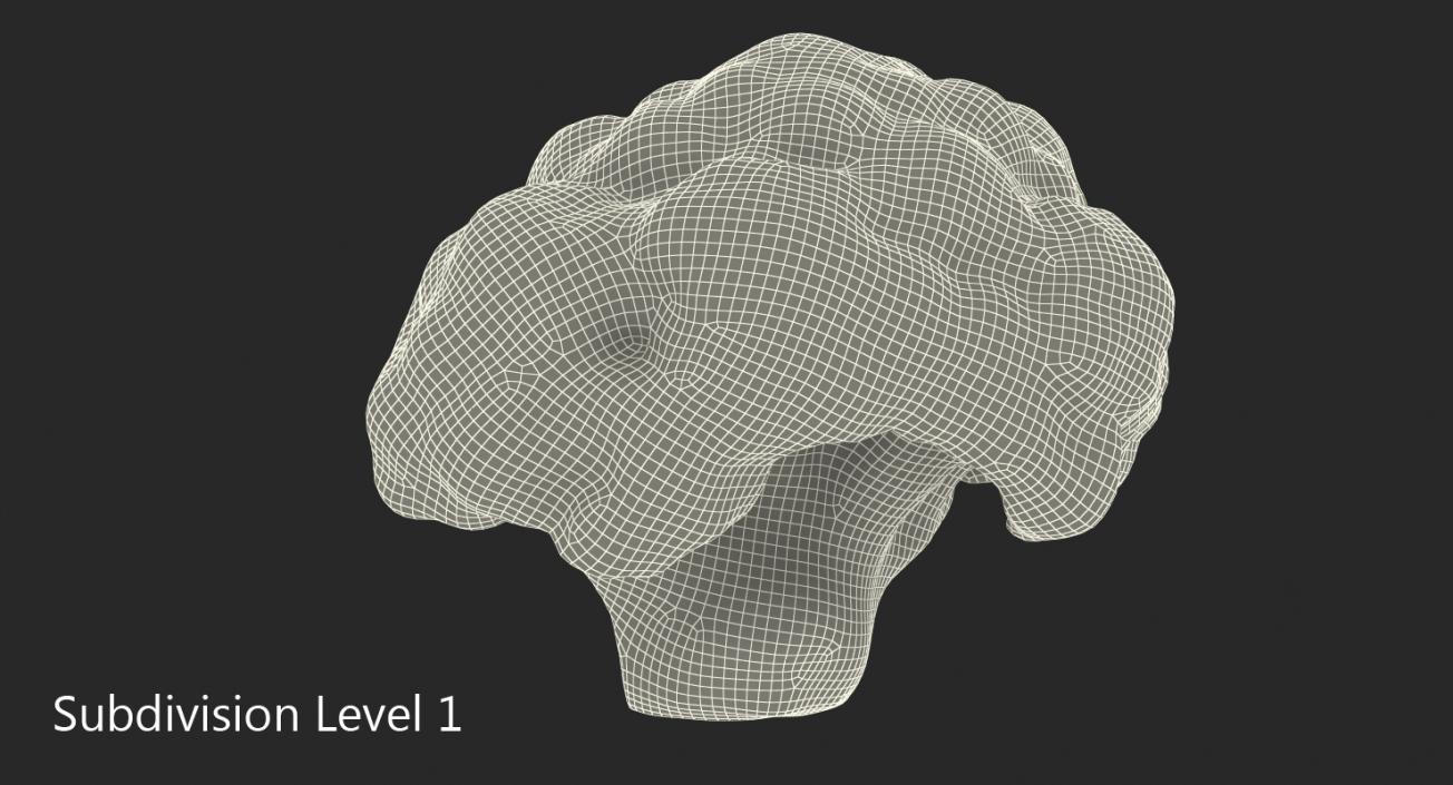 Cauliflower Piece 3D