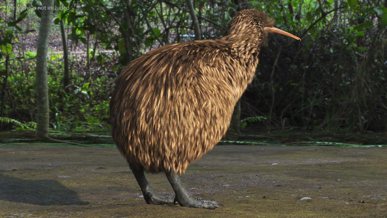 3D Kiwi Bird Fur model