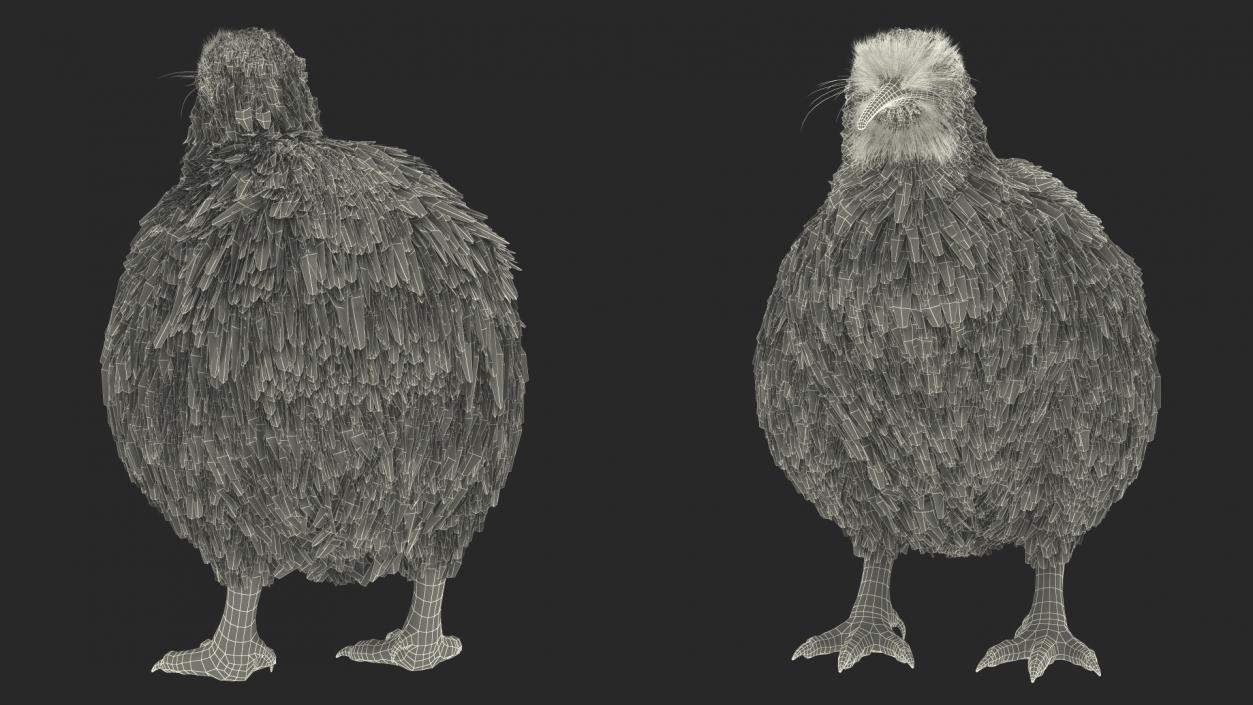 3D Kiwi Bird Fur model