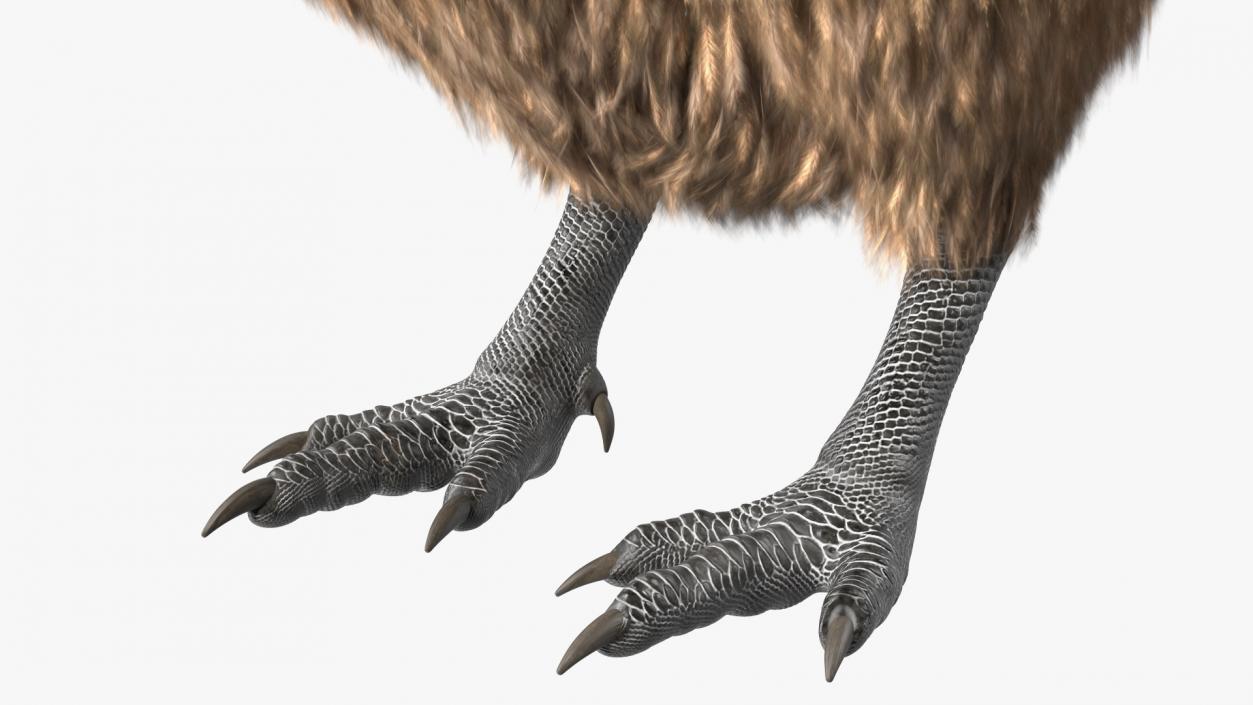 3D Kiwi Bird Fur model