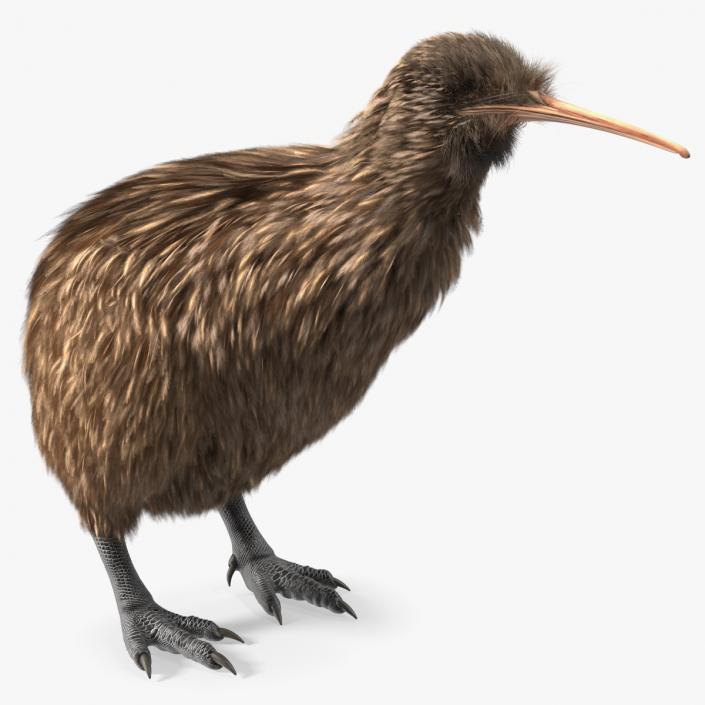 3D Kiwi Bird Fur model