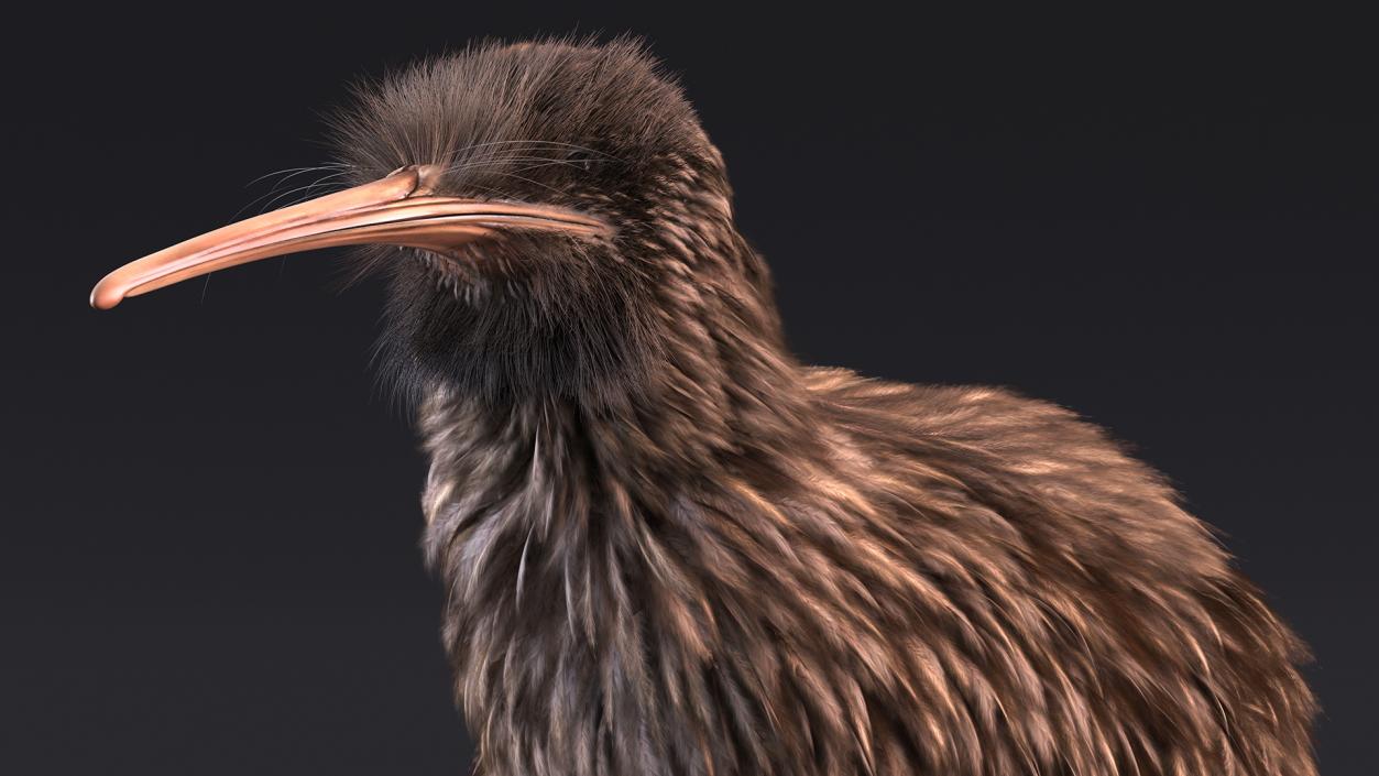 3D Kiwi Bird Fur model