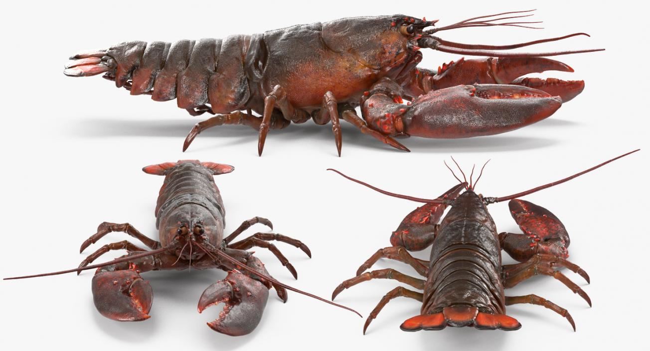 Lobster Pose 4 3D model