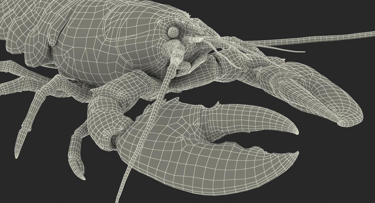 Lobster Pose 4 3D model