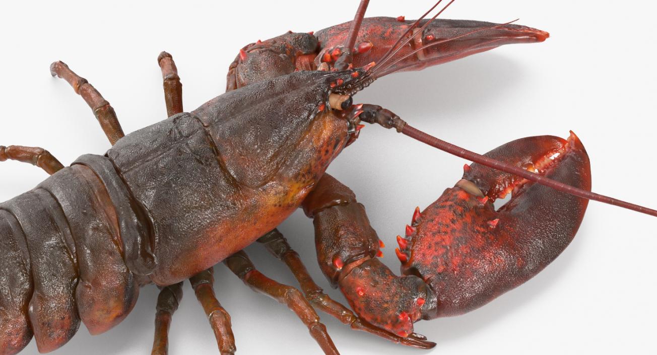 Lobster Pose 4 3D model