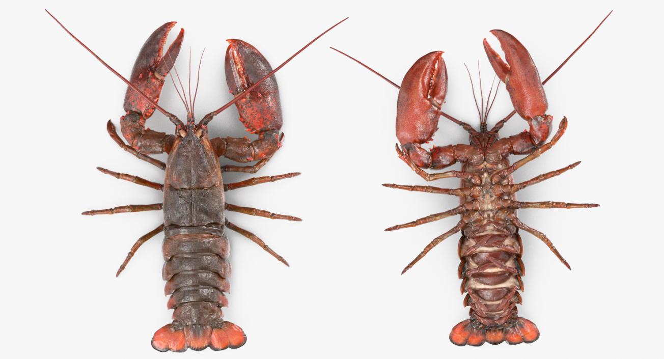 Lobster Pose 4 3D model