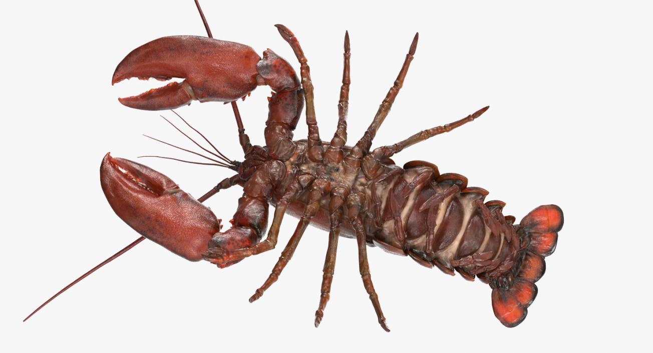 Lobster Pose 4 3D model