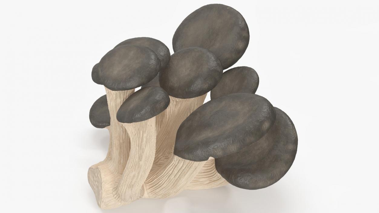 Edible Mushrooms Collection 7 3D model