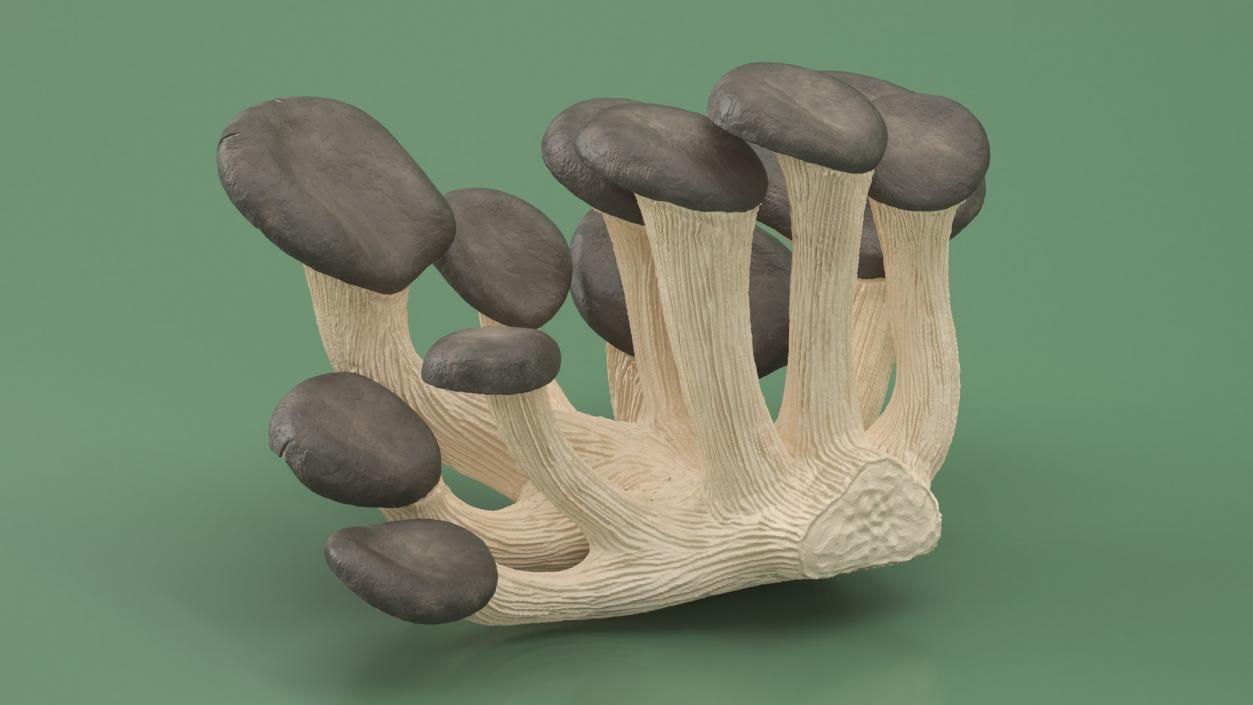 Edible Mushrooms Collection 7 3D model