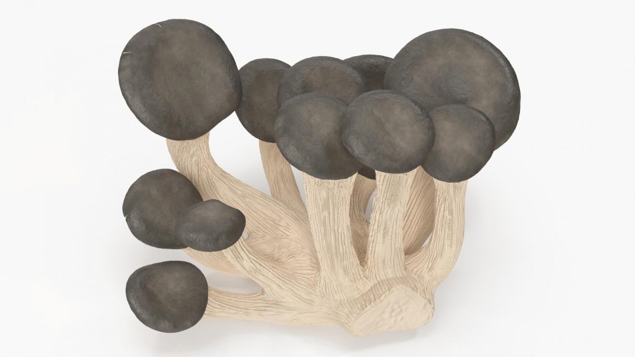 Edible Mushrooms Collection 7 3D model