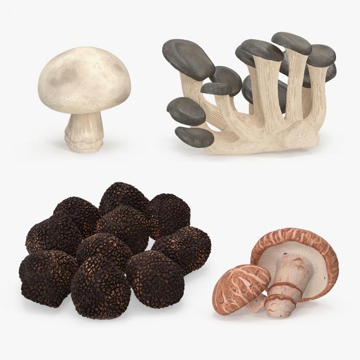 Edible Mushrooms Collection 7 3D model