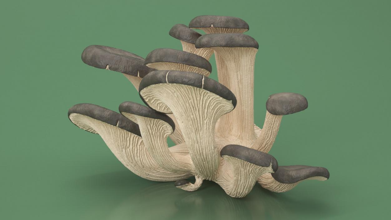 Edible Mushrooms Collection 7 3D model