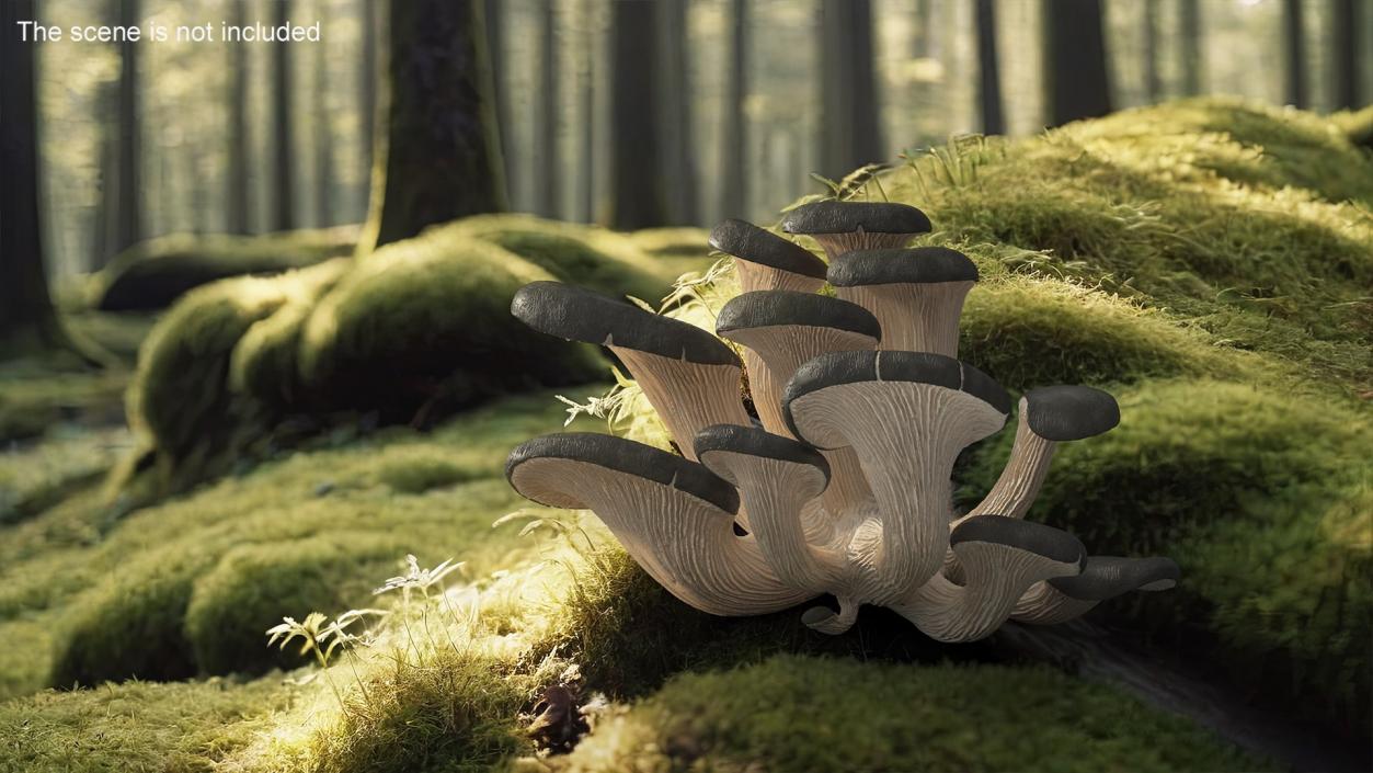 Edible Mushrooms Collection 7 3D model