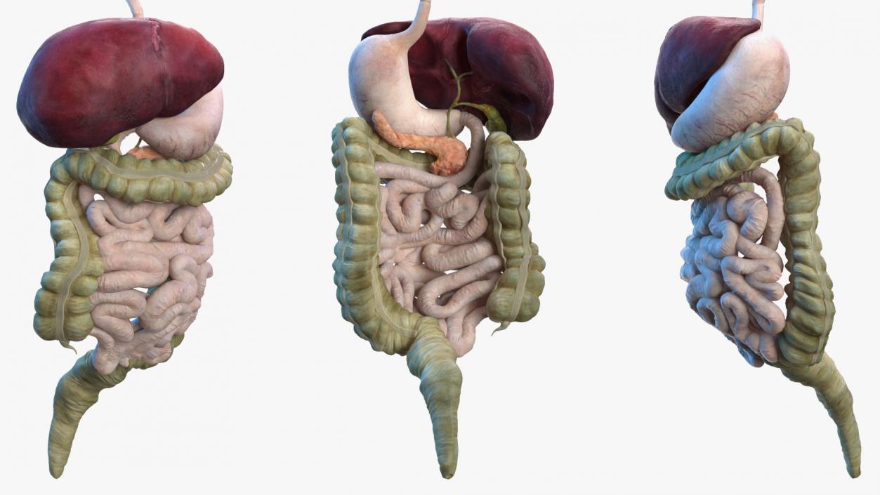 Male and Female Body Anatomy Collection 3D model