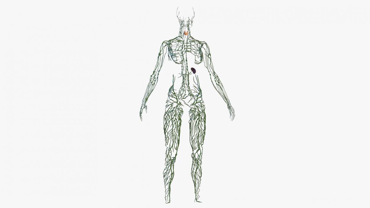 Male and Female Body Anatomy Collection 3D model