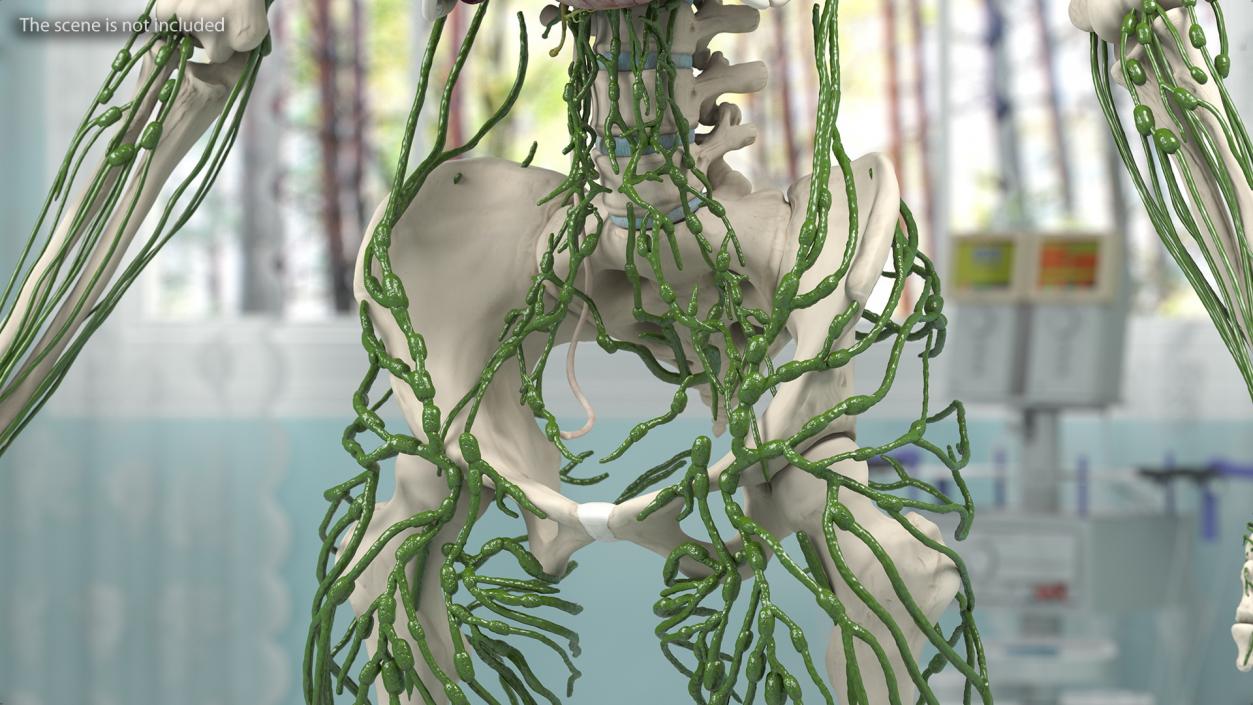 Male and Female Body Anatomy Collection 3D model