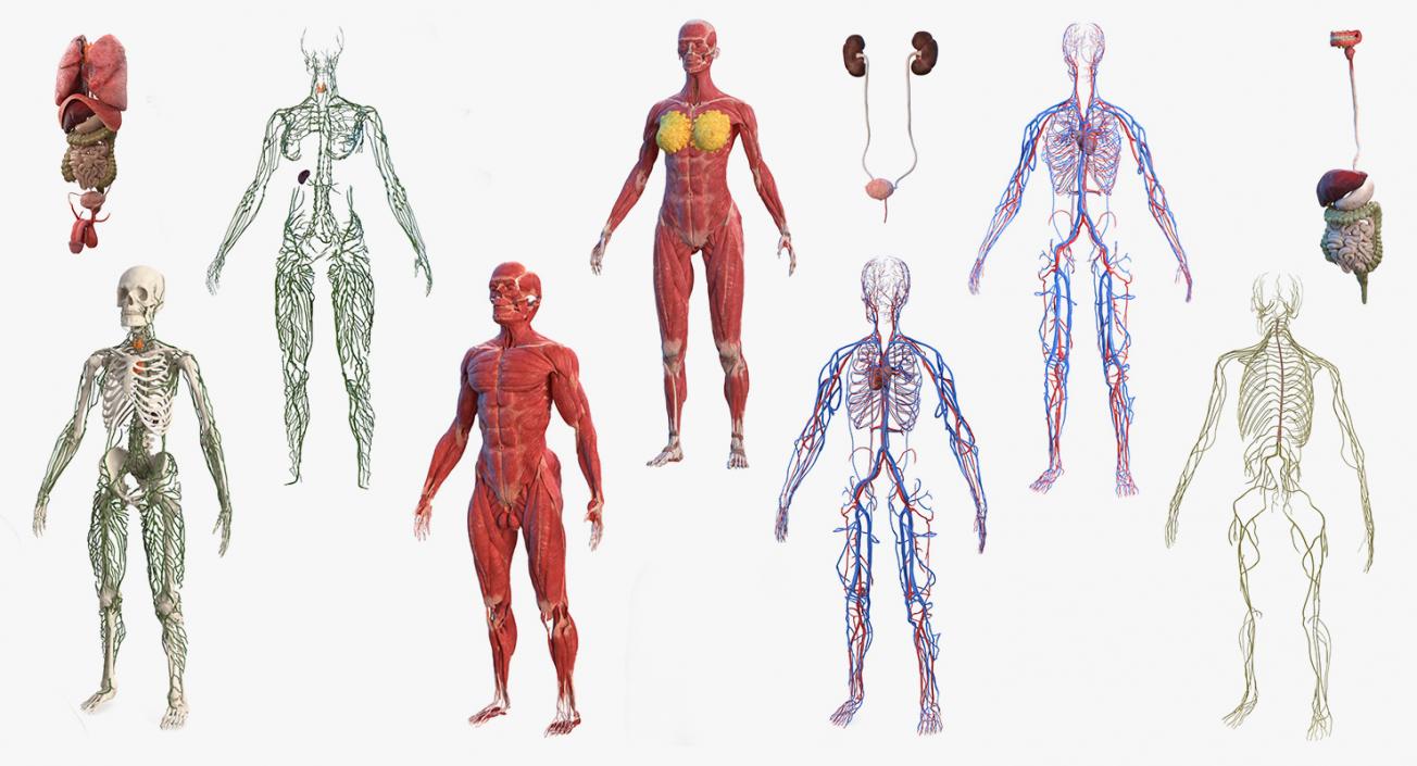 Male and Female Body Anatomy Collection 3D model