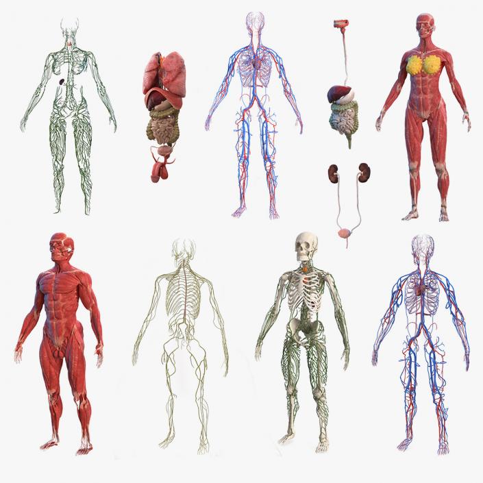 Male and Female Body Anatomy Collection 3D model