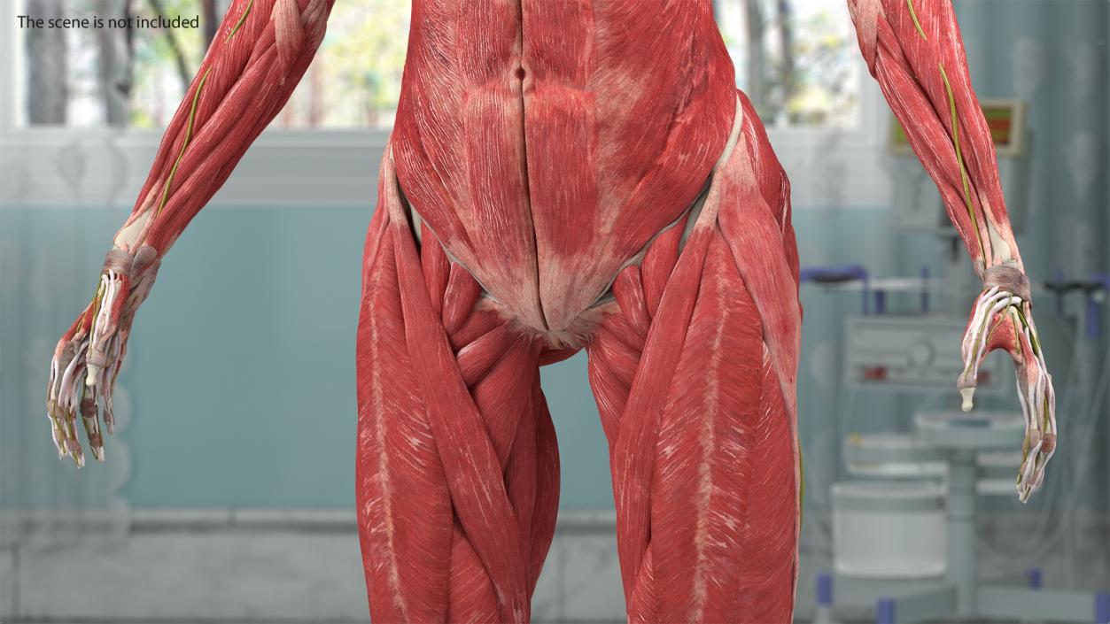 Male and Female Body Anatomy Collection 3D model