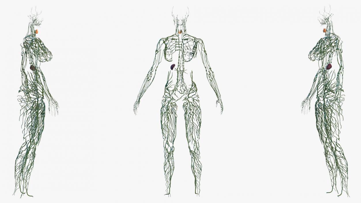 Male and Female Body Anatomy Collection 3D model