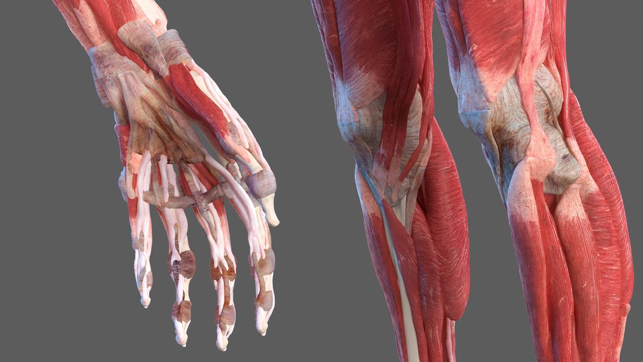 Male and Female Body Anatomy Collection 3D model