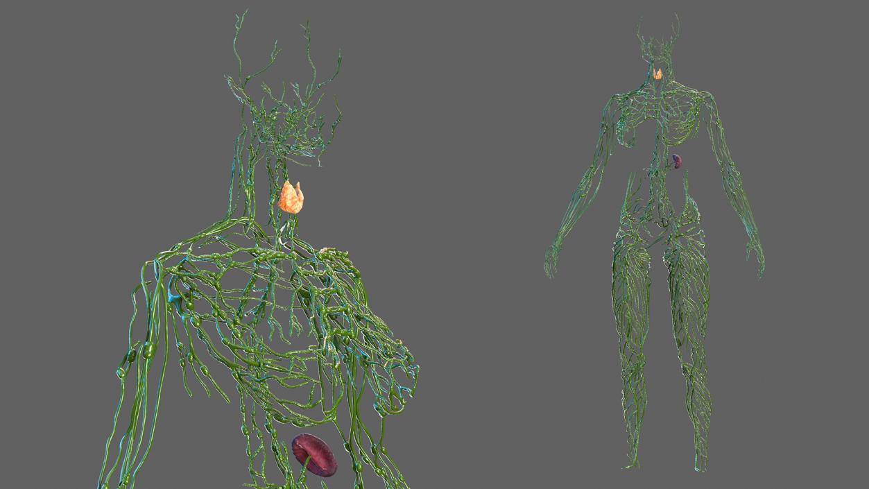 Male and Female Body Anatomy Collection 3D model