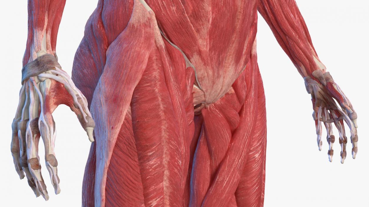 Male and Female Body Anatomy Collection 3D model