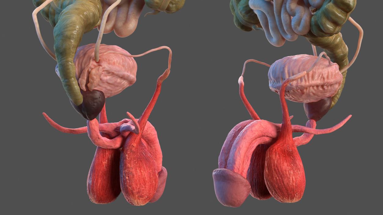 Male and Female Body Anatomy Collection 3D model