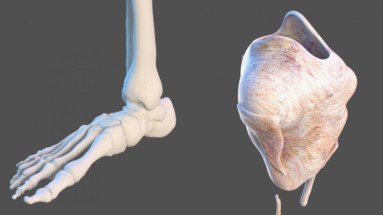 Young Man Anatomy Right Leg 3D