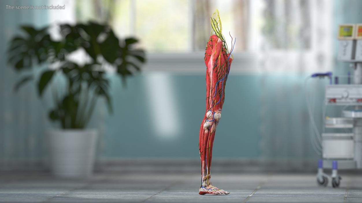 Young Man Anatomy Right Leg 3D