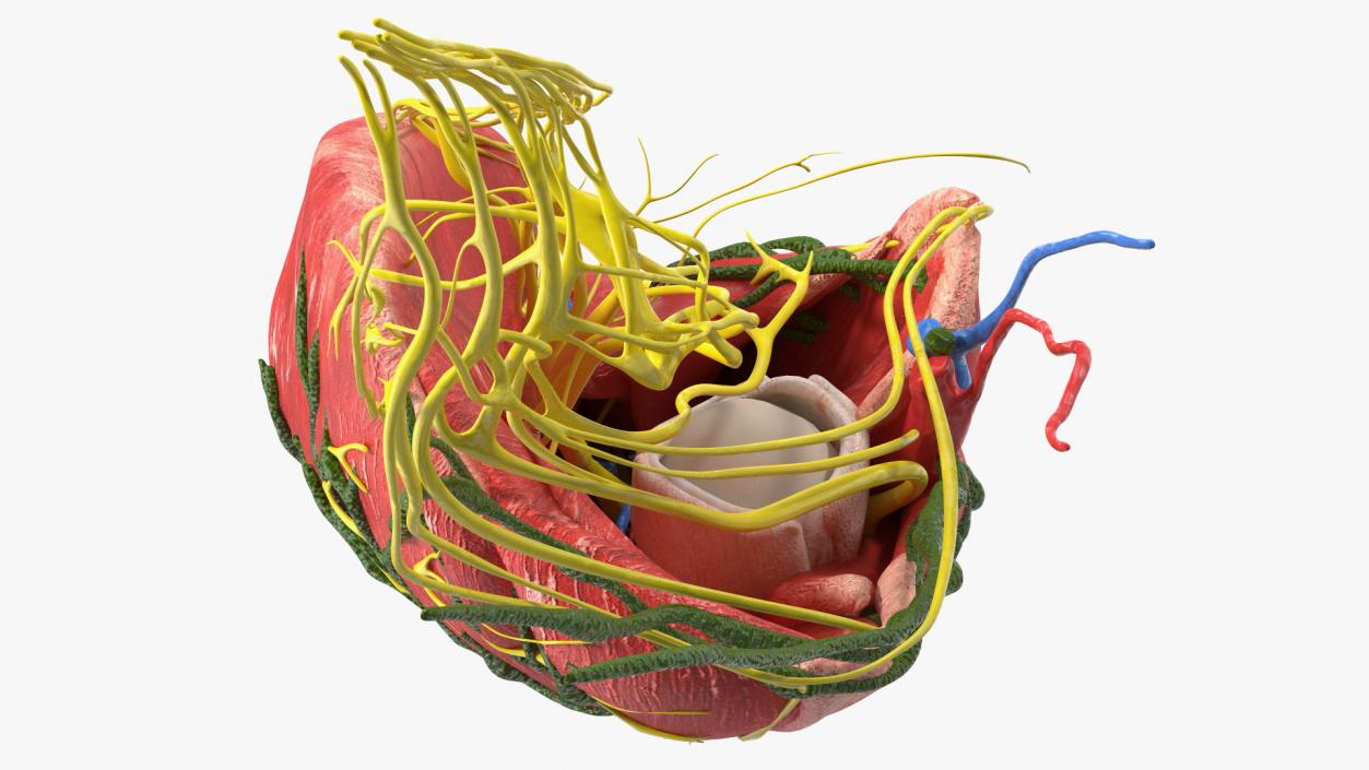 Young Man Anatomy Right Leg 3D