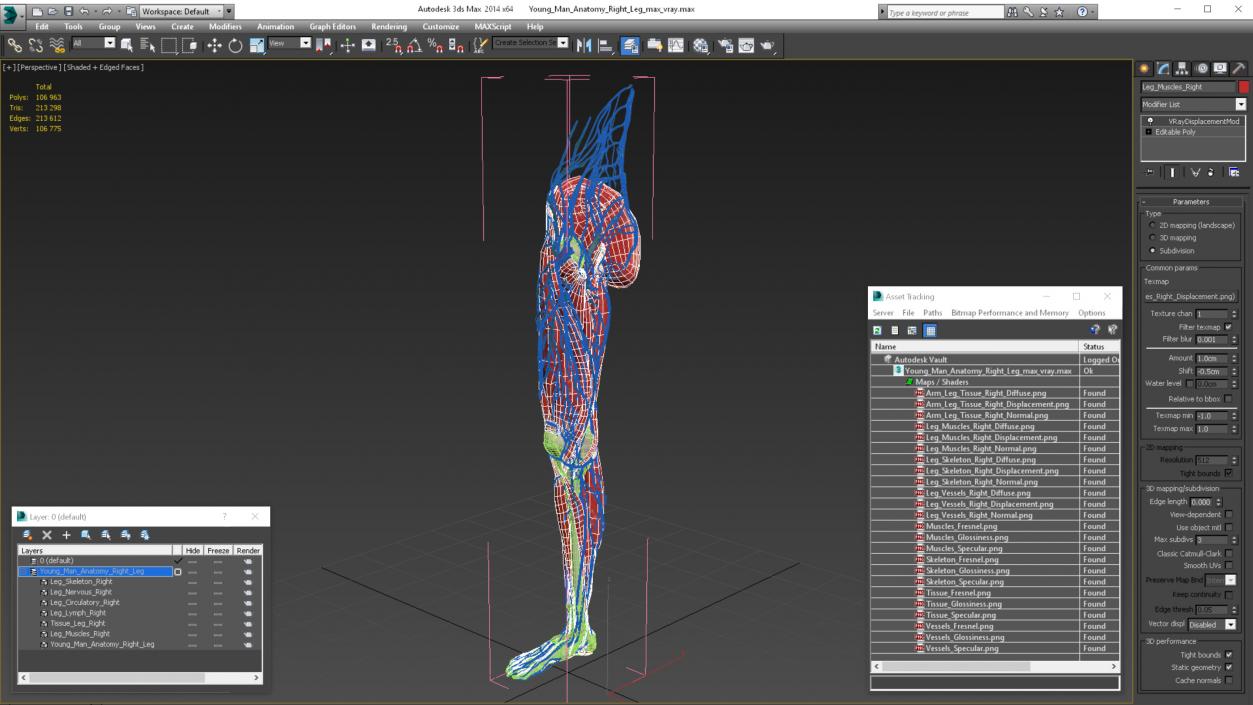 Young Man Anatomy Right Leg 3D