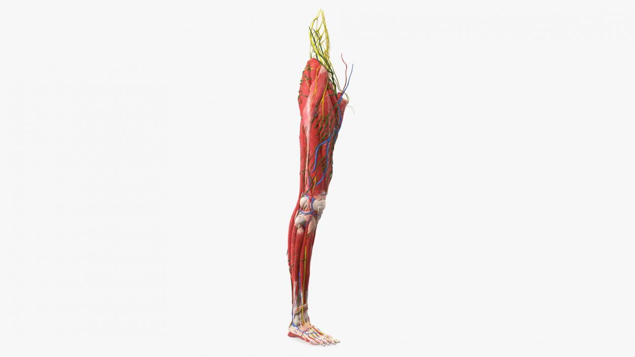 Young Man Anatomy Right Leg 3D