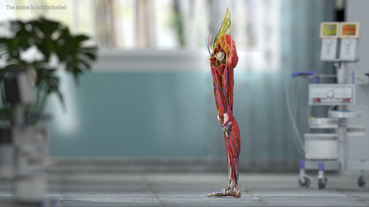 Young Man Anatomy Right Leg 3D