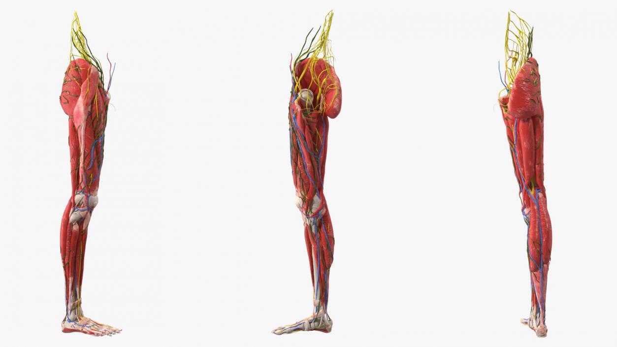 Young Man Anatomy Right Leg 3D