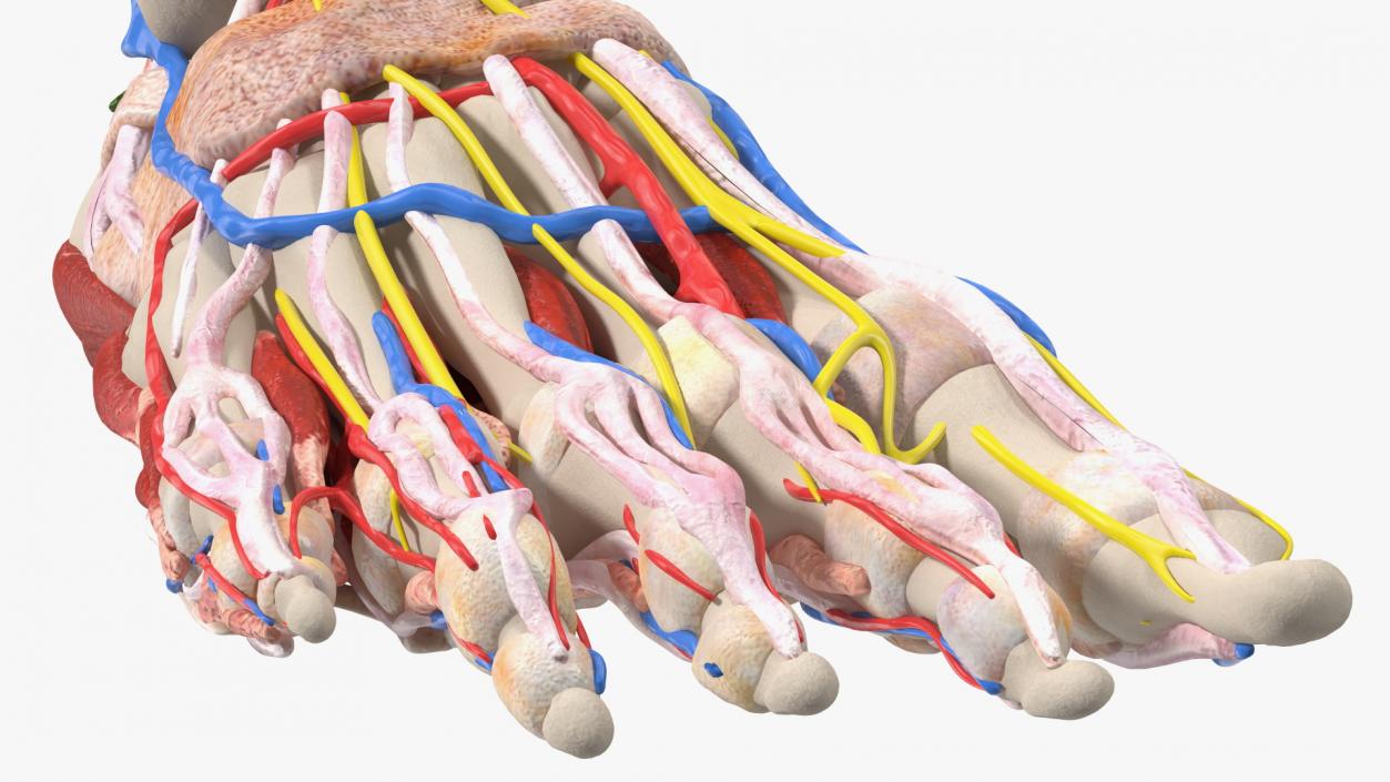 Young Man Anatomy Right Leg 3D