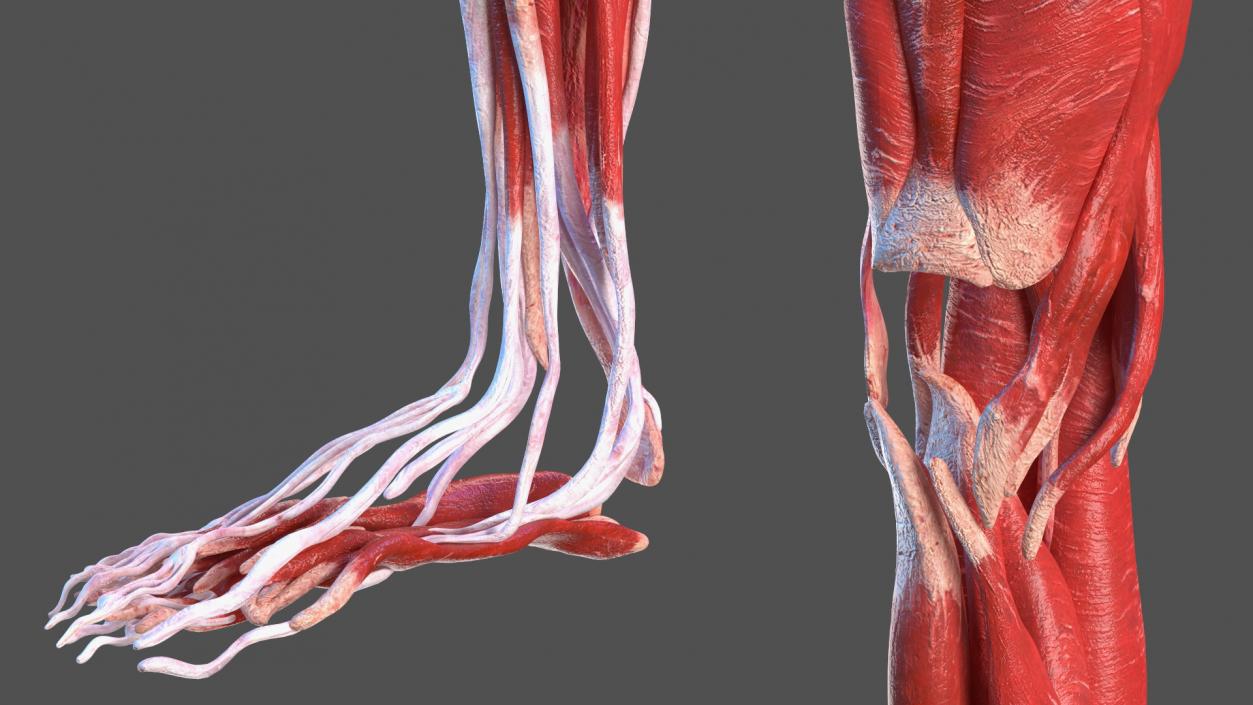 Young Man Anatomy Right Leg 3D