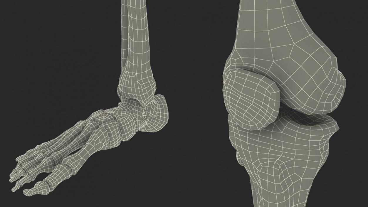 Young Man Anatomy Right Leg 3D