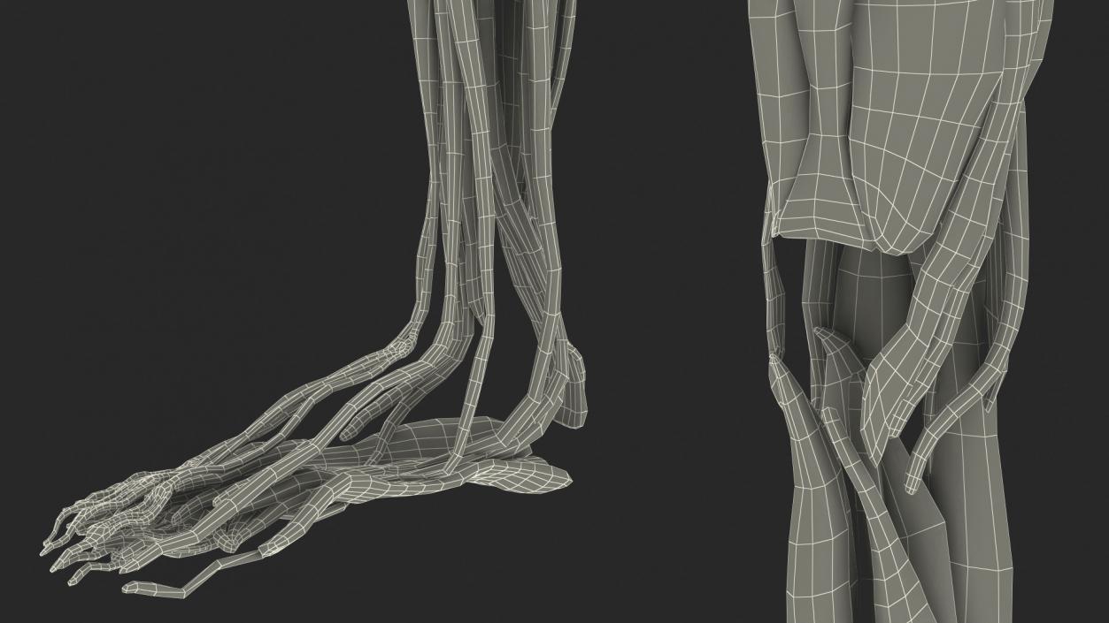 Young Man Anatomy Right Leg 3D