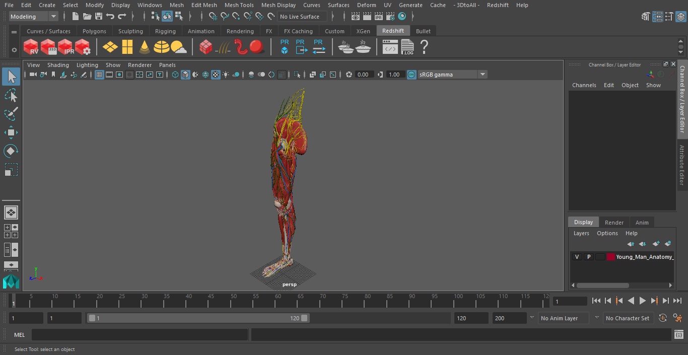 Young Man Anatomy Right Leg 3D