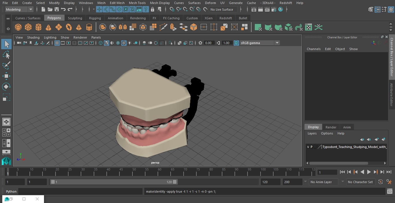 3D Typodont Teaching Studying Model with Removable Underbite Teeth model