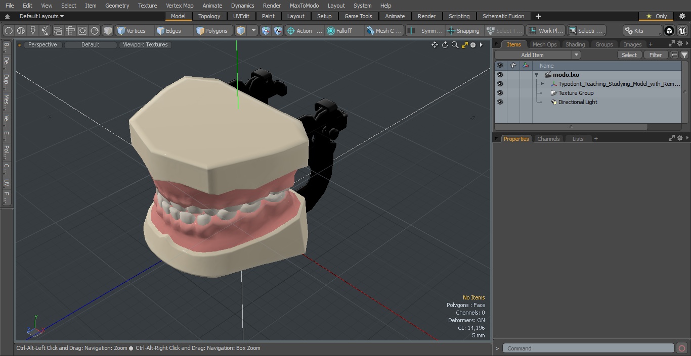 3D Typodont Teaching Studying Model with Removable Underbite Teeth model