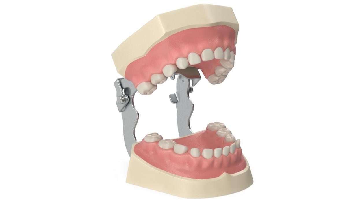 3D Typodont Teaching Studying Model with Removable Underbite Teeth model