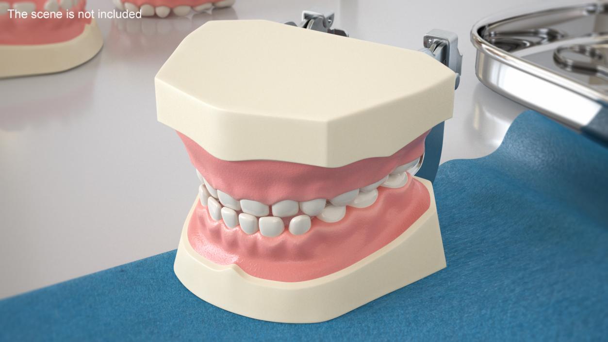 3D Typodont Teaching Studying Model with Removable Underbite Teeth model