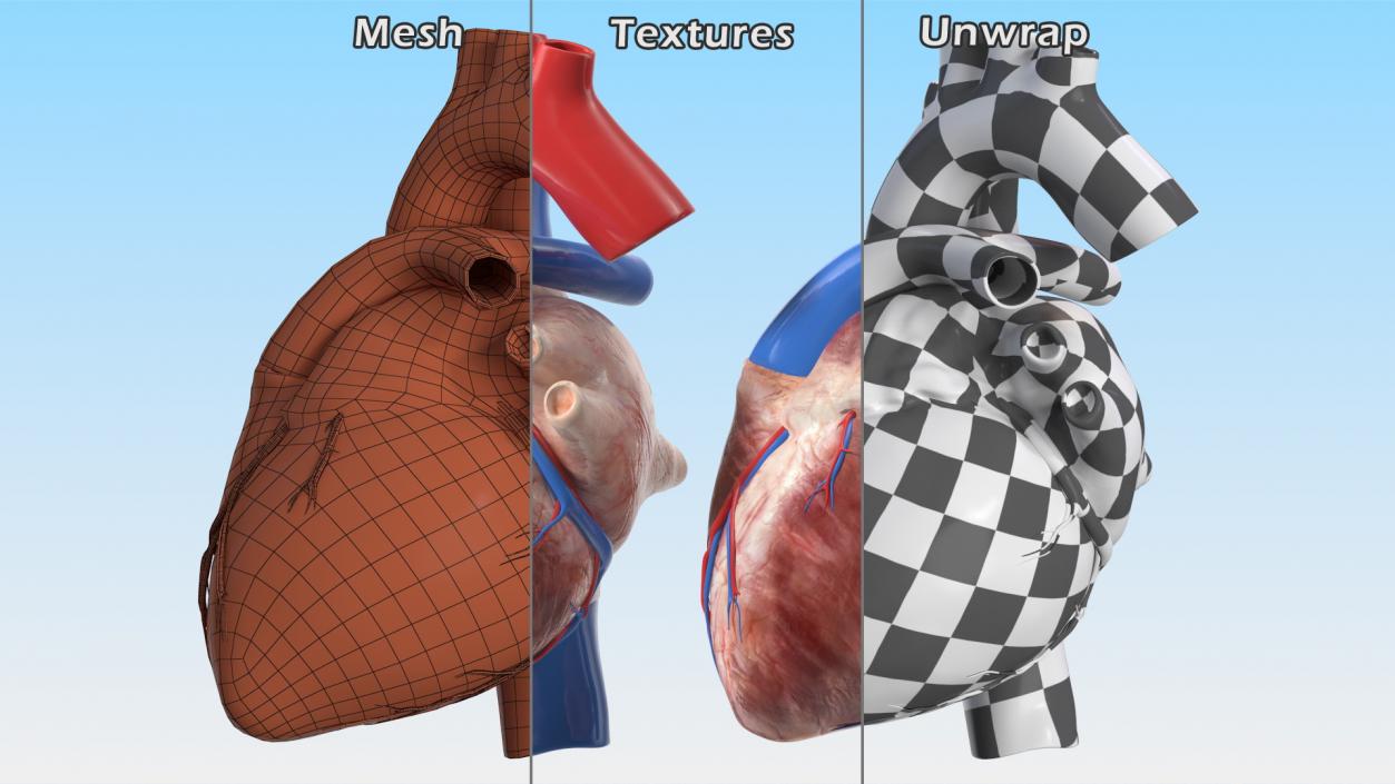 Boy Heart 3D model