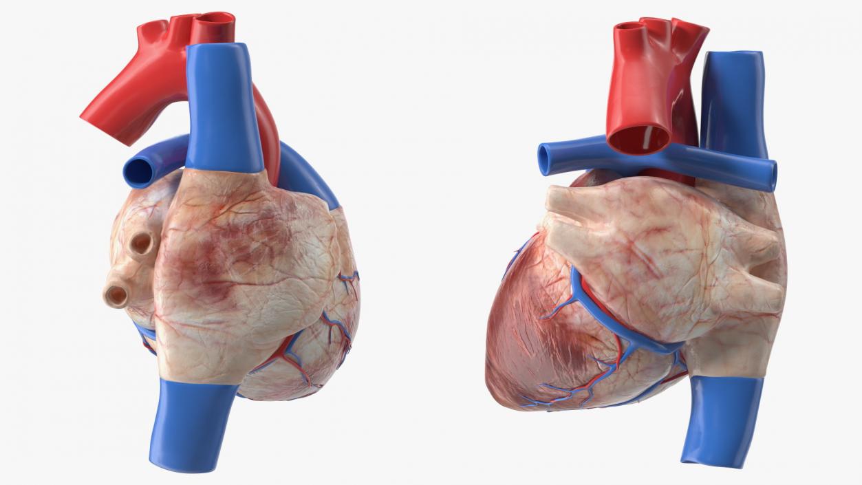 Boy Heart 3D model