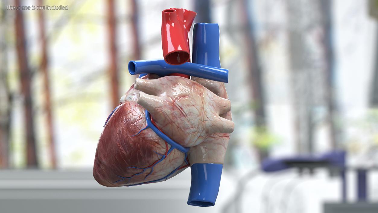 Boy Heart 3D model